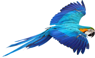 Arara